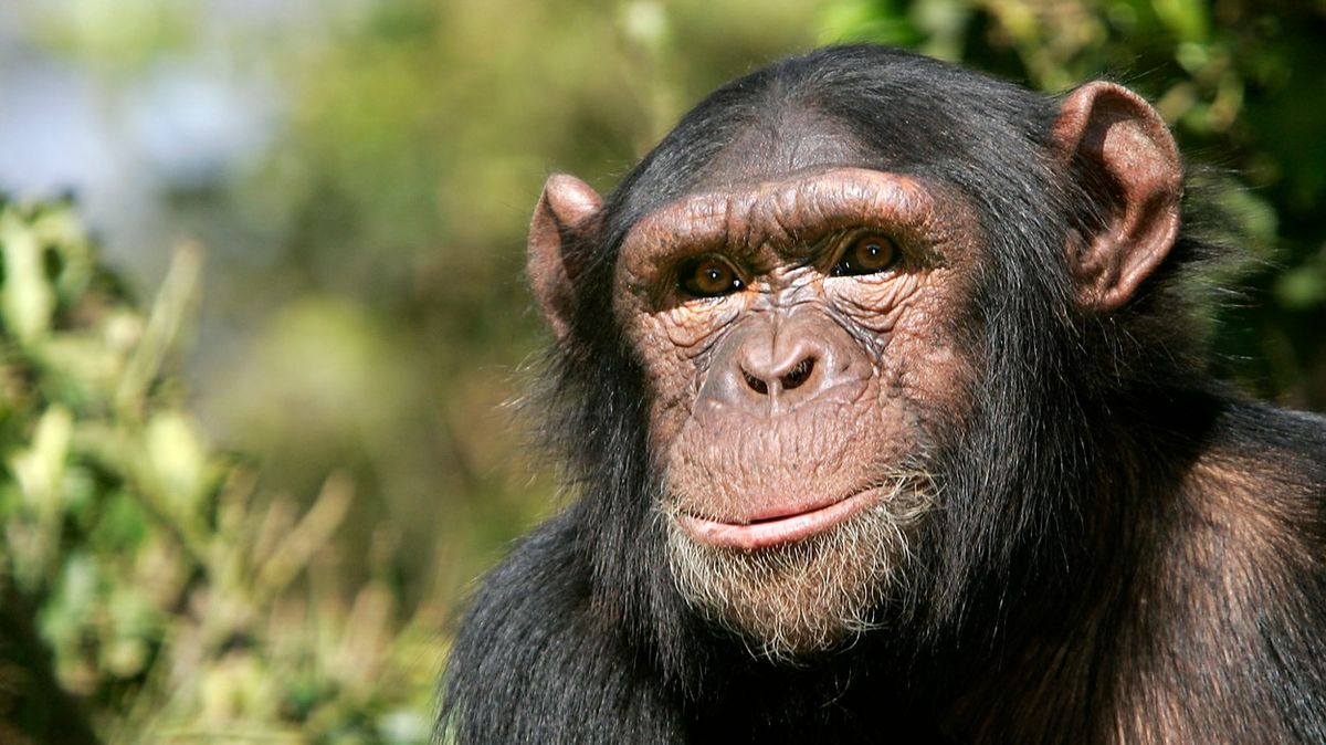 Z charkovské zoo utekl šimpanz. Když začalo pršet, vrátil se pro bundu